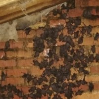 Bats in the roof? Humane Bat Removal Services