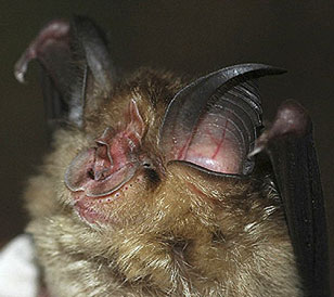 A specimen from Tanzania (Photo taken by B. Stanley)