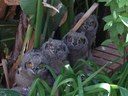 Babies in the neighbourHOOT