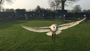 Baby Boom Brings Barn Owls Back From The Brink