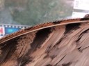 Barn Owl’s Silent Flight
