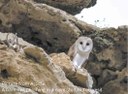 Barn owls are back in Cyprus!