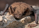 Bat deaths are causing farmers a huge financial loss.