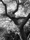 Bats Are Humans' Best Defense Against Mosquitoes