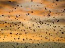 Bats Are Migrating Earlier, and It Could Wreak Havoc on Farming