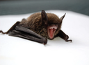 "Bats growl like death metal singers, scientists discover"