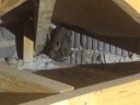 Bats in the belfry? Time to shoo them is now