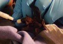 Bats In Your Attic?