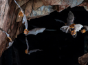 "Bats live with dozens of nasty viruses — can studying them help stop pandemics?"