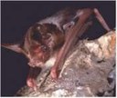 Bats: Nature's Agricultural Allies