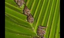 Bats Worth Billions to Agriculture