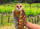 "California Vineyards That Once Used Only Toxic Chemicals to Protect Vines Now Use Nesting Owls."