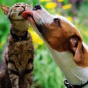 Cat Poisoned and Dying, Dog’s Blood Saves His Life