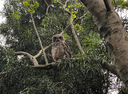 Cedar Lakes "Owls of the Lake" weekly wrap up.