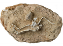 Chinese fossil shows owls ‘rejected night for fun in the sun’