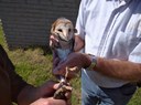 Close up of owl getting SAF ring.jpg