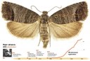 Codling Moth Mating Disruption Reaches a Milestone