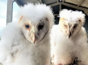 "Conservation scheme sees highest number of barn owls chicks recorded"