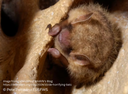 Defenders of Wildlife: De-Horrifying Bats
