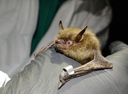 DNR research reveals bats’ nighttime secrets