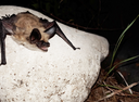 "Don’t be afraid of bats. Their survival is key to pest control"