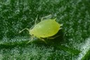 Eco-Friendly DIY Pest Control
