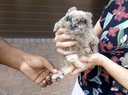 EcoSolutions rings in new furry friend
