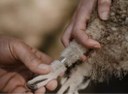 EcoSolutions rings owlet in Bryanston