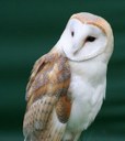 Endangered Barn Owl May Delay Port Ryerse Wind Farm