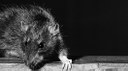 Environmentally Safe Rodent Control