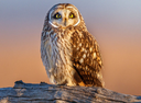 "Experts: Why owls are valuable in agriculture"