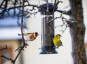 Feed the birds to help with pest control
