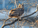 "Flaco, the escaped Central Park Zoo owl, proving he can survive outside enclosure"