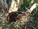 Fledgling given hope in Kelland