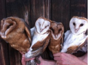 "Ghosts Are White for a Reason and So Are Barn Owls"
