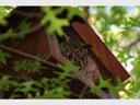 Gleneagle Road Owlet sees another day