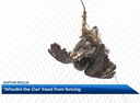 Great Horned Owl (Bubo virginianus) rescued from nylon netting in Canada.