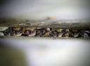 "Hanging Out With Bats Under Bridges"