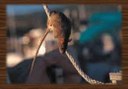 Has the pandemic unleashed a plague of rats on our cities?