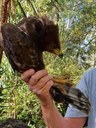 Hawk 1.jpg