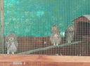 Heartfelt get together for owlet feeding volunteers