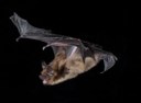 How bats ‘leapfrog’ their way home at night – new research