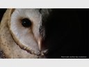 I’m owl ears!