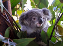 Koalas are now officially endangered in Australia.