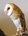Let's Talk About Birds: Barn owl