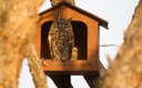 Lonehill owlets get their new rings