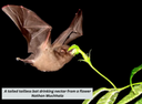 Long stems on flowers are an adaptation that encourages bat pollination