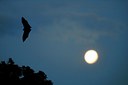 Lower Gwynedd Township's Gwynedd Green committee to install bat houses to help save the species