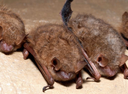 "Maryland’s smallest bat more than pulls its 6-gram weight in helping to control pests. Now it has a big problem: survival."