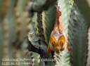 Meet The Yellow-Winged Bat